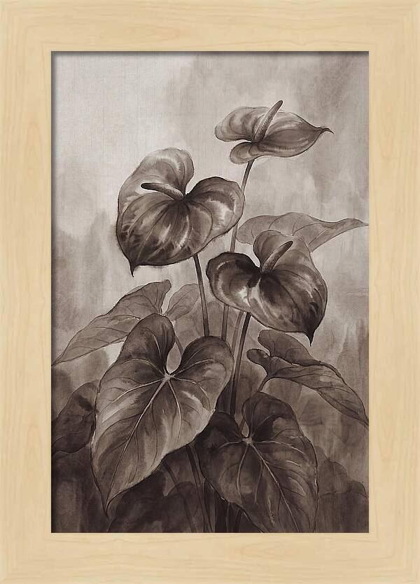 Anthurium Elegance
