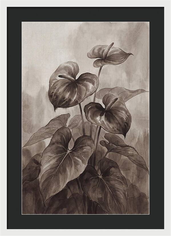 Anthurium Elegance