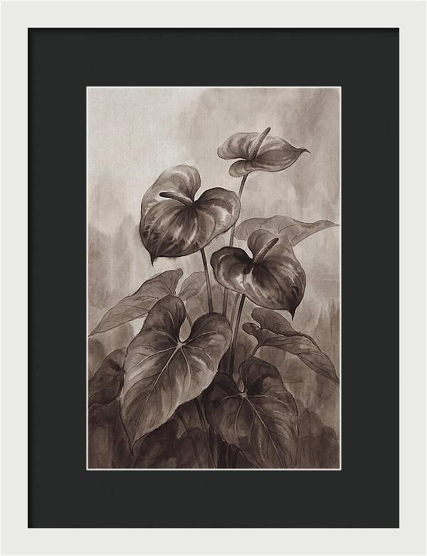 Anthurium Elegance