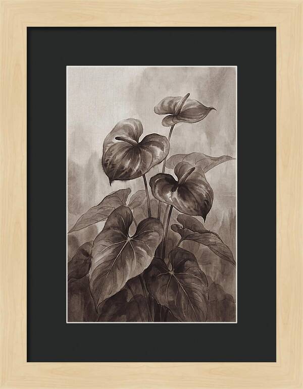 Anthurium Elegance
