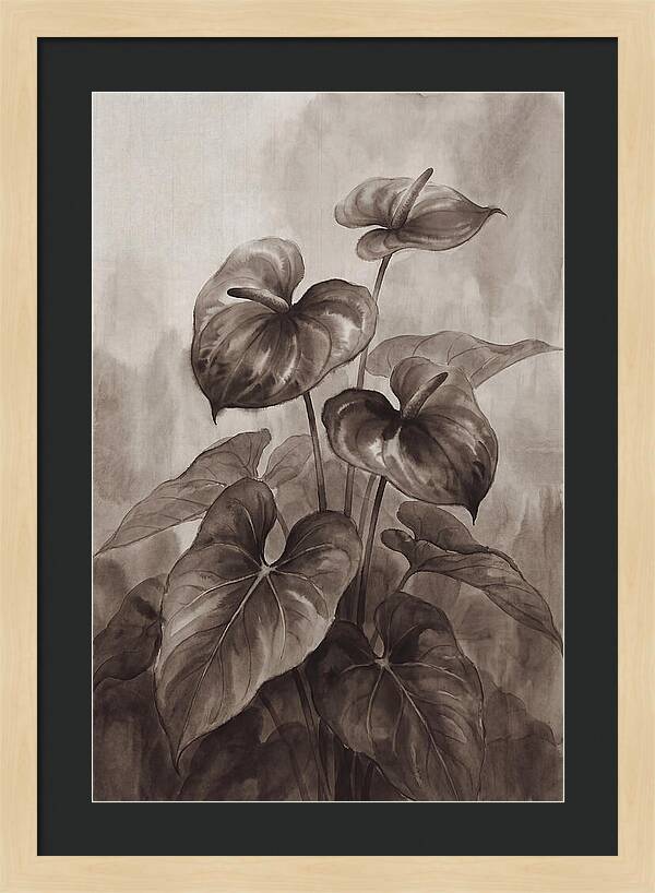 Anthurium Elegance
