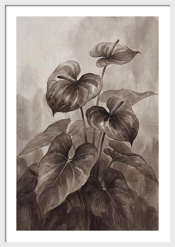 Anthurium Elegance