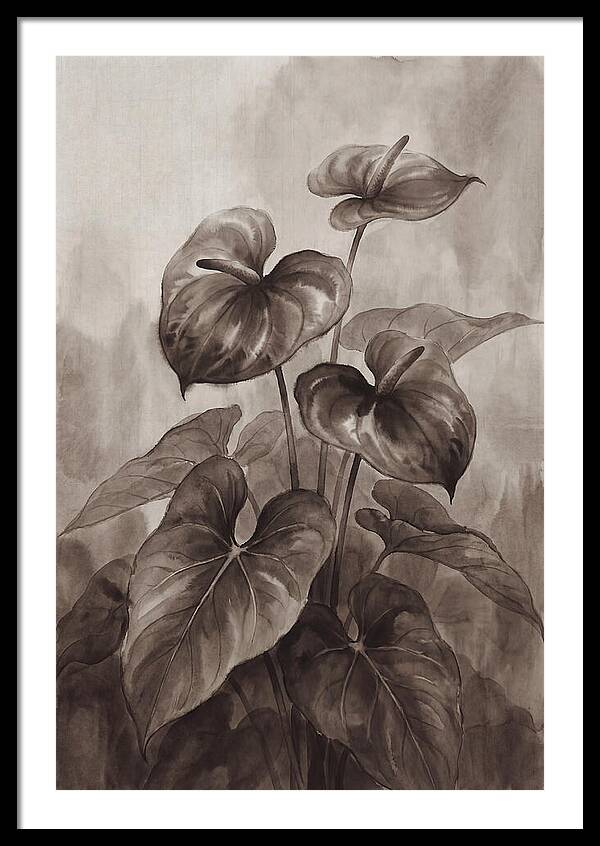 Anthurium Elegance