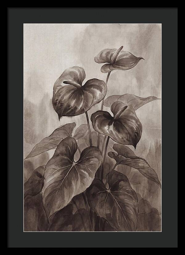 Anthurium Elegance
