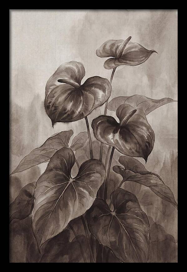 Anthurium Elegance