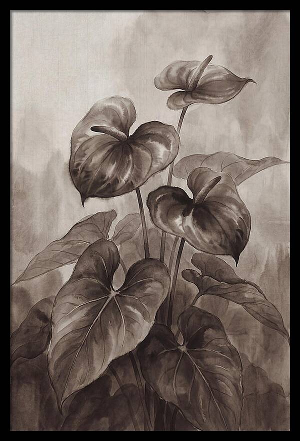 Anthurium Elegance