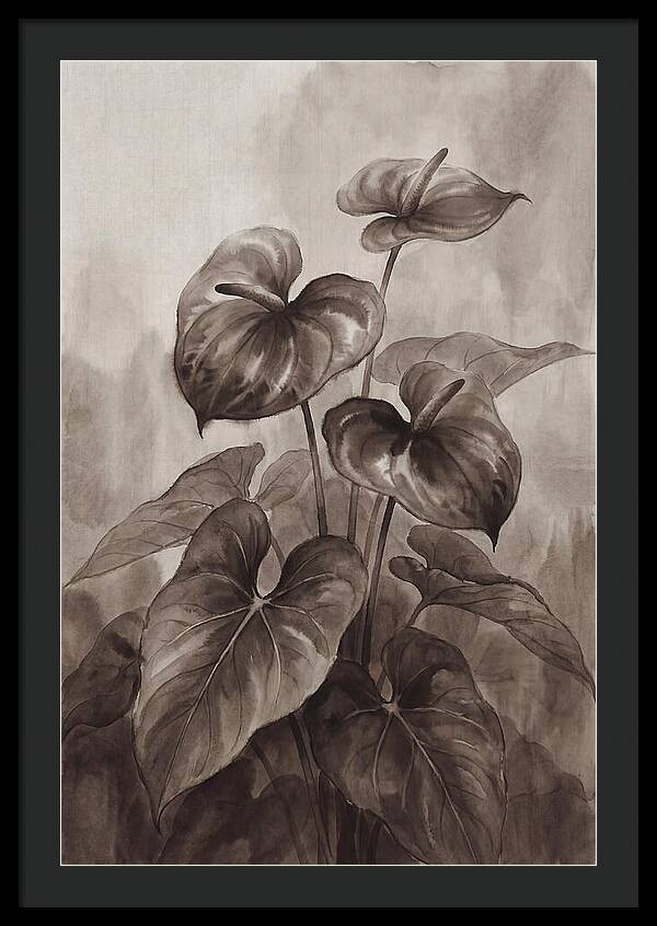 Anthurium Elegance