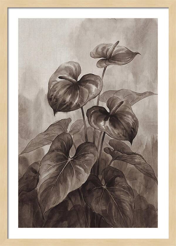 Anthurium Elegance
