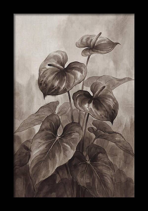 Anthurium Elegance