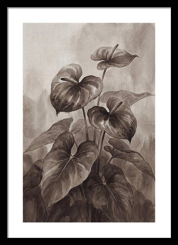 Anthurium Elegance
