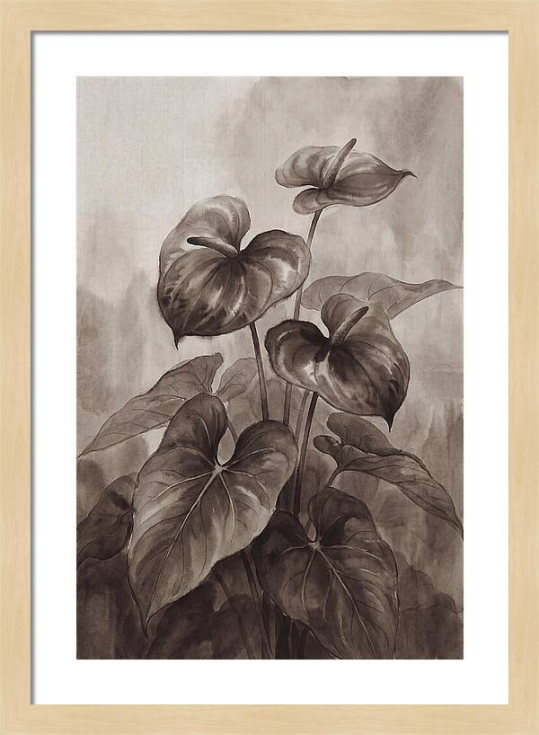 Anthurium Elegance