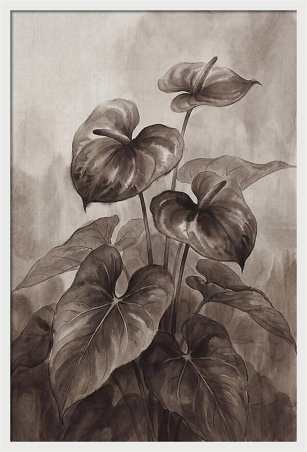 Anthurium Elegance