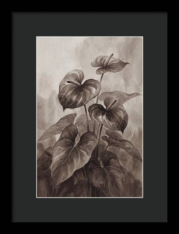 Anthurium Elegance