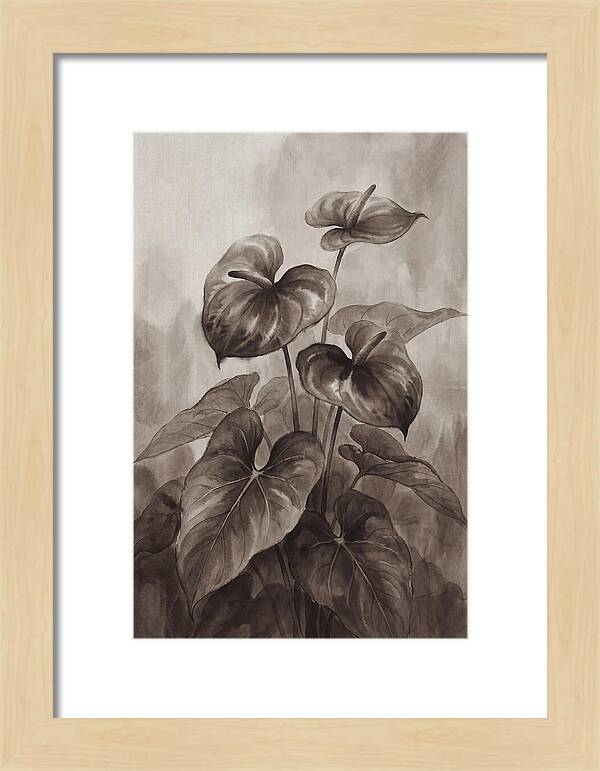 Anthurium Elegance