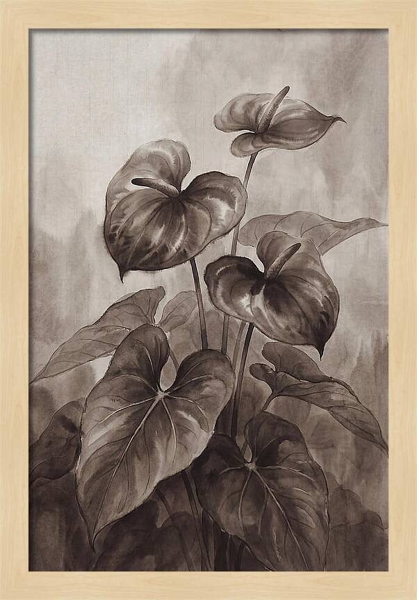 Anthurium Elegance