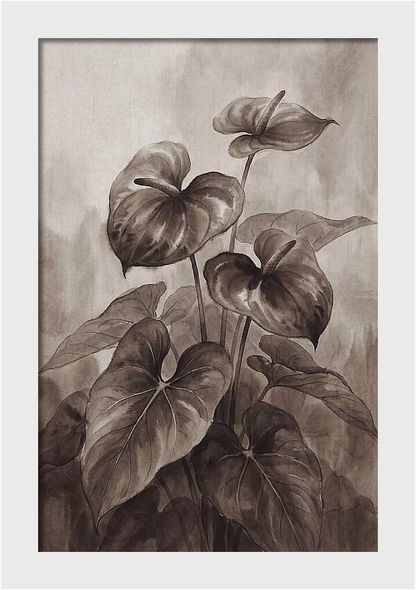 Anthurium Elegance