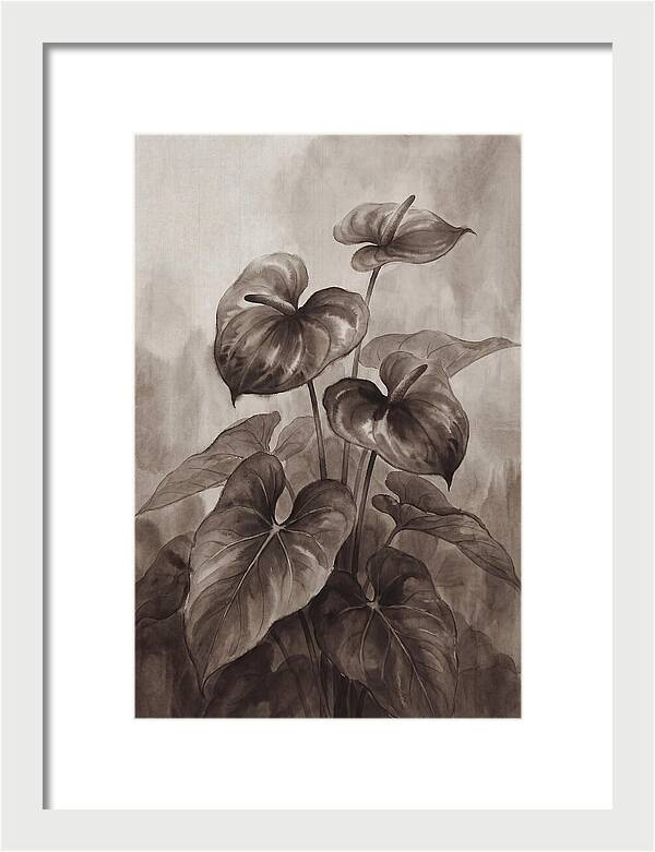 Anthurium Elegance