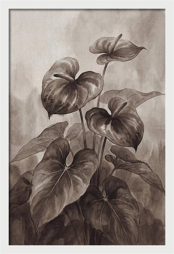 Anthurium Elegance