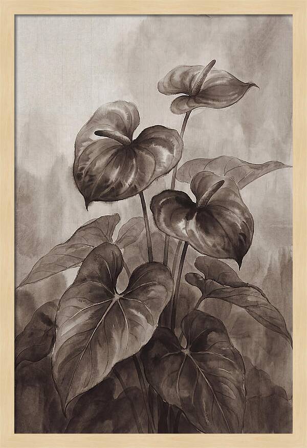 Anthurium Elegance