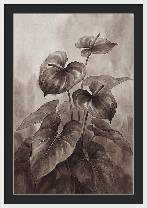 Anthurium Elegance