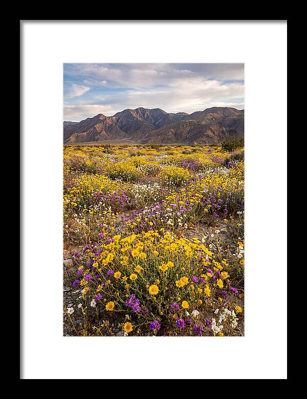 Anza Borrego Desert Wildflower Bloom