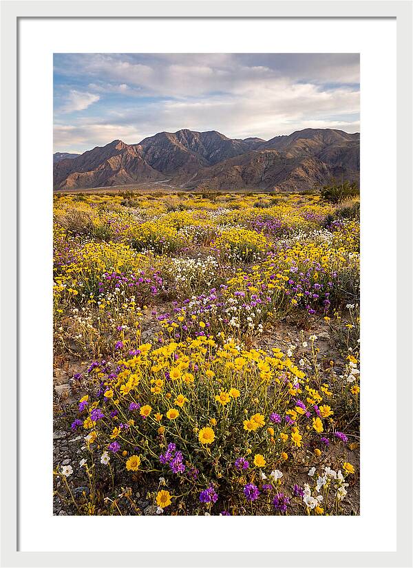 Anza Borrego Desert Wildflower Bloom