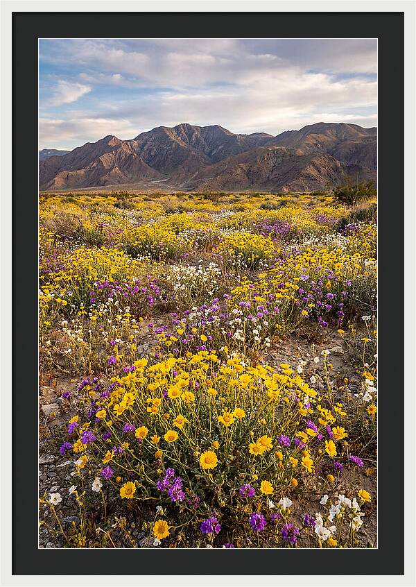 Anza Borrego Desert Wildflower Bloom