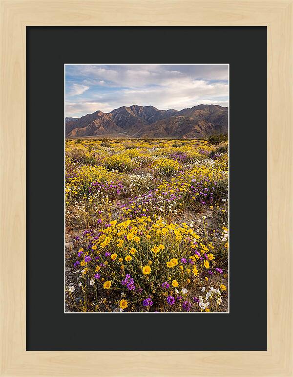 Anza Borrego Desert Wildflower Bloom