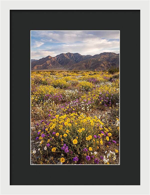 Anza Borrego Desert Wildflower Bloom