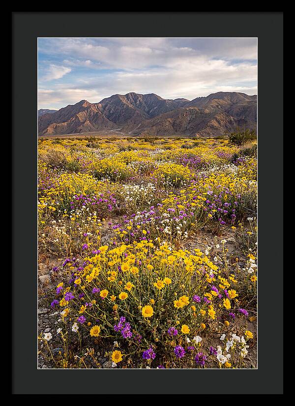 Anza Borrego Desert Wildflower Bloom