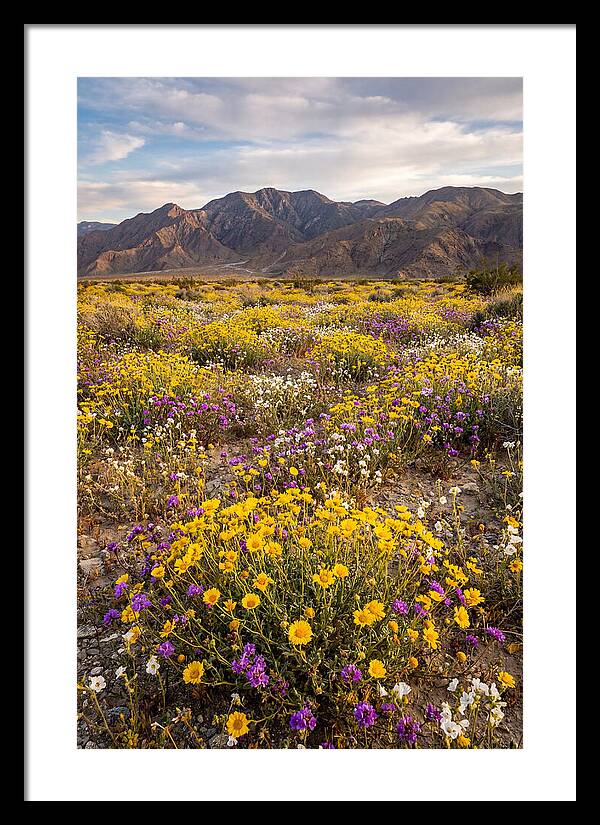 Anza Borrego Desert Wildflower Bloom
