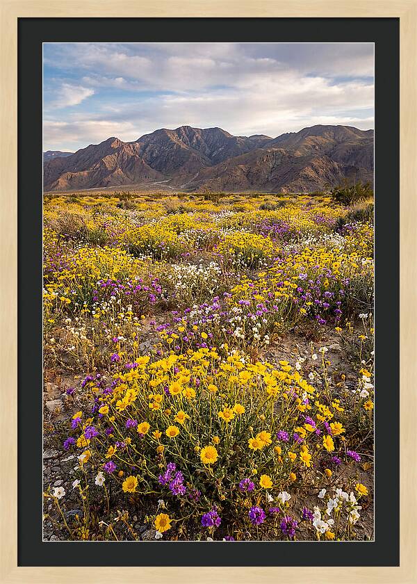 Anza Borrego Desert Wildflower Bloom