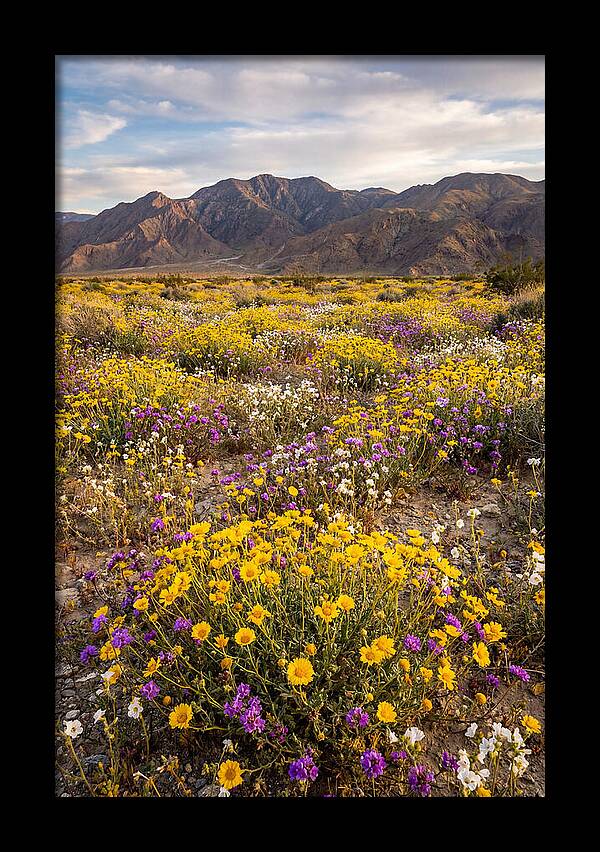 Anza Borrego Desert Wildflower Bloom