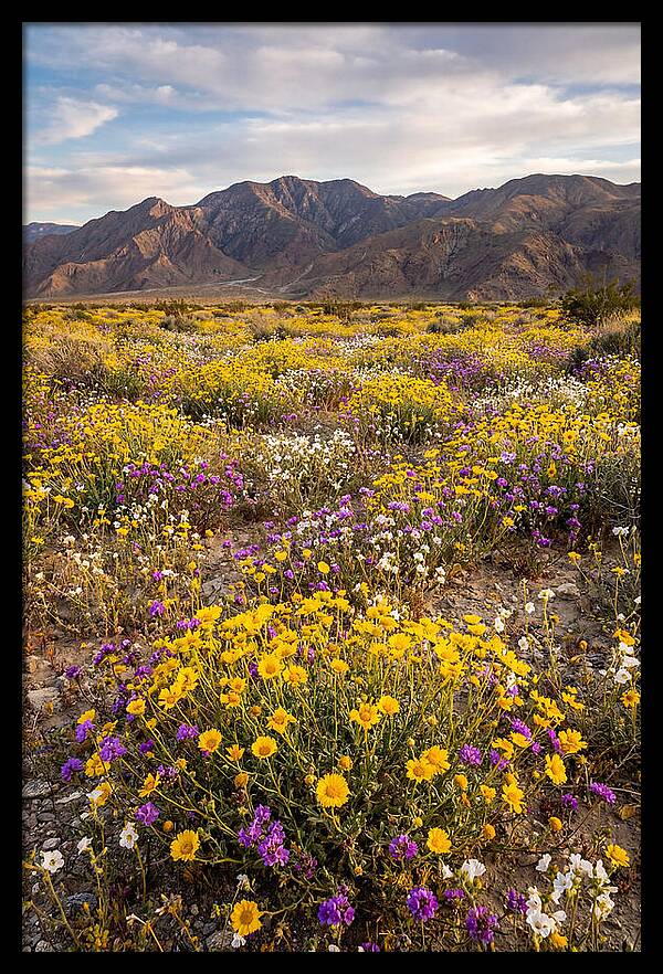 Anza Borrego Desert Wildflower Bloom