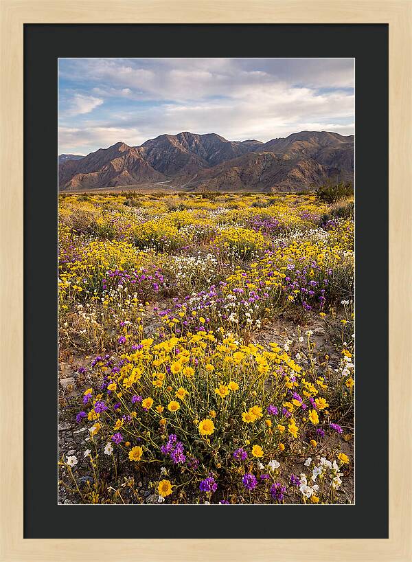 Anza Borrego Desert Wildflower Bloom