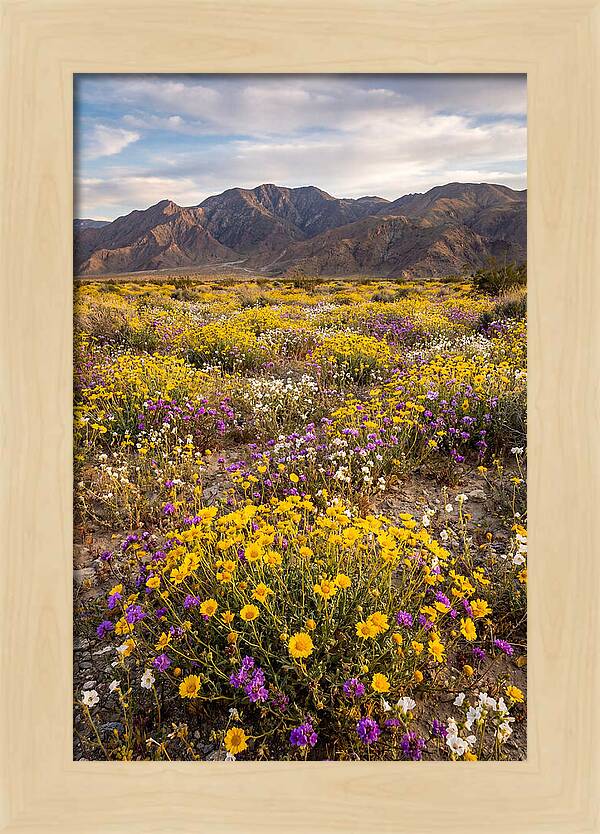 Anza Borrego Desert Wildflower Bloom