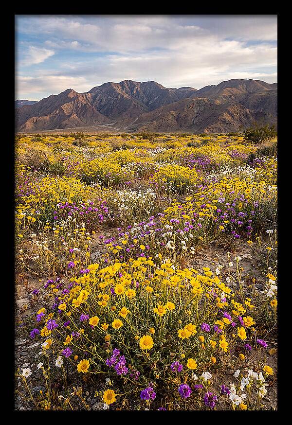 Anza Borrego Desert Wildflower Bloom