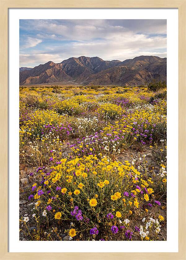 Anza Borrego Desert Wildflower Bloom