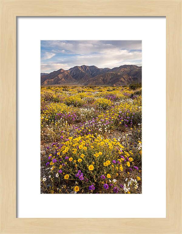 Anza Borrego Desert Wildflower Bloom