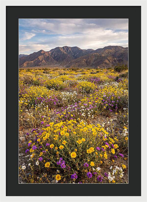 Anza Borrego Desert Wildflower Bloom