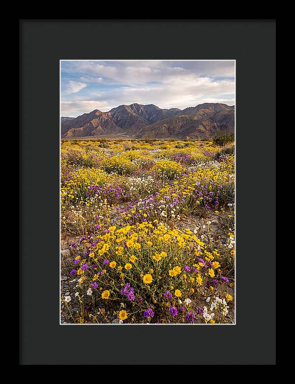 Anza Borrego Desert Wildflower Bloom