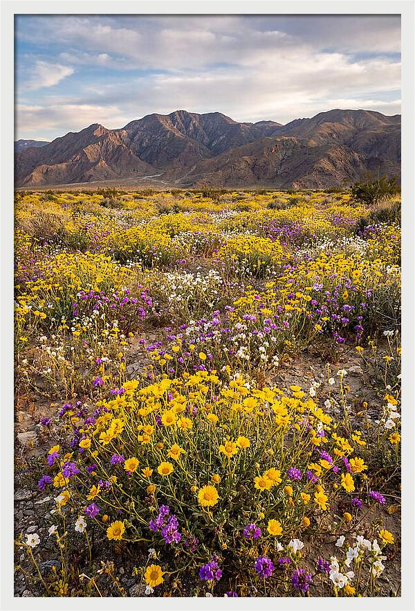 Anza Borrego Desert Wildflower Bloom
