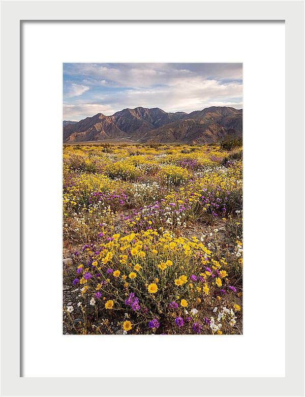 Anza Borrego Desert Wildflower Bloom