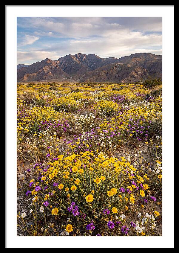 Anza Borrego Desert Wildflower Bloom