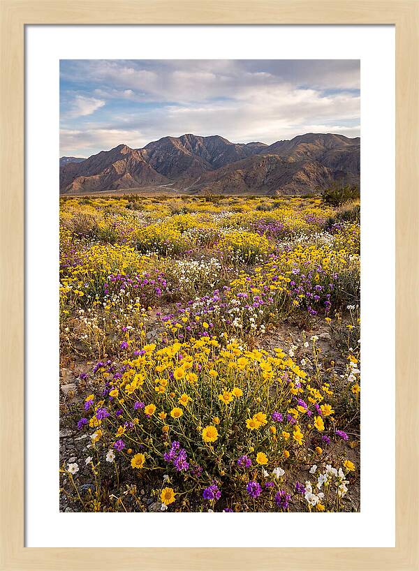Anza Borrego Desert Wildflower Bloom