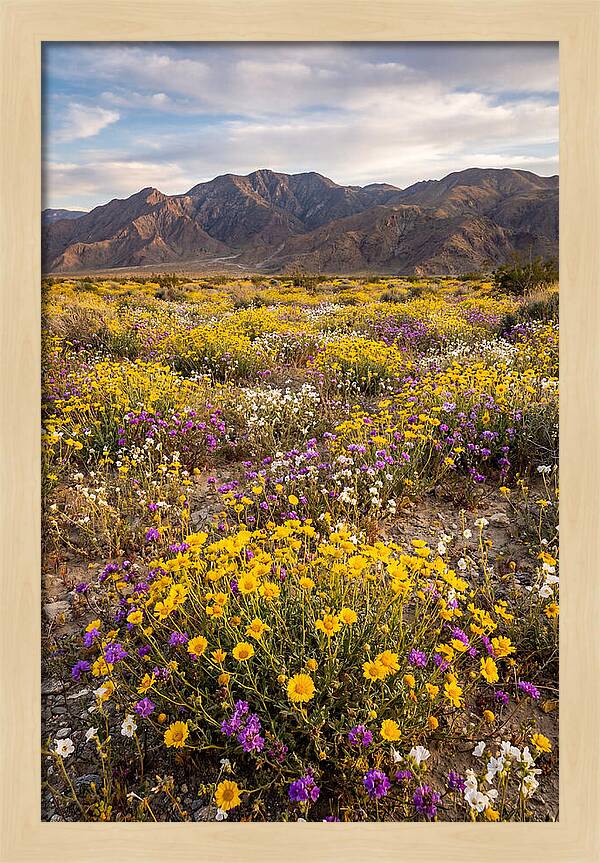 Anza Borrego Desert Wildflower Bloom