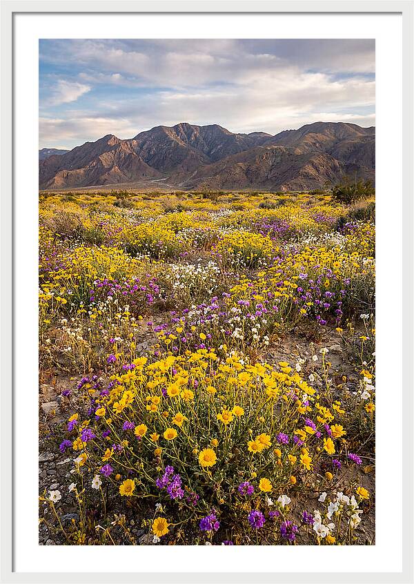 Anza Borrego Desert Wildflower Bloom