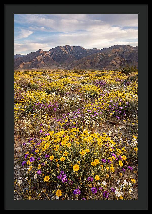 Anza Borrego Desert Wildflower Bloom