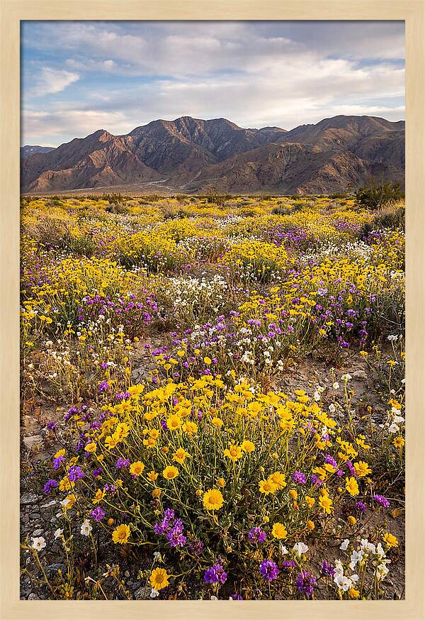Anza Borrego Desert Wildflower Bloom