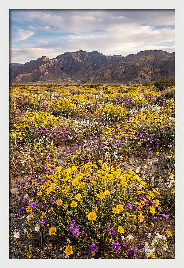 Anza Borrego Desert Wildflower Bloom